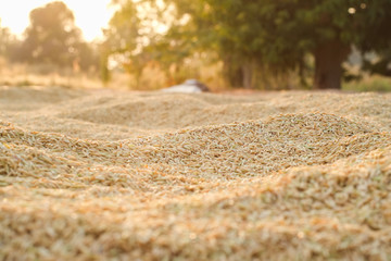 Yellow paddy rice on the rice drying area for sunlight to reduce moisture in the rice seeds in evening.