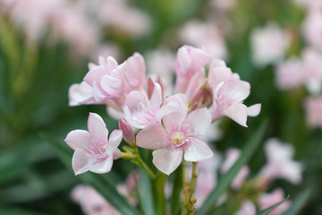 A bouquet of pink flowers in the green leaves