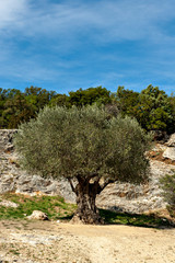 Fototapeta na wymiar Olive tree in the county side of France