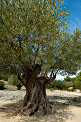 Olive tree in the county side of France