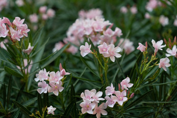 A bouquet of pink flowers in the green leaves