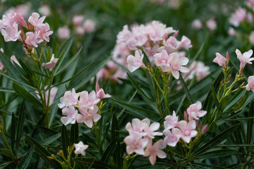 A bouquet of pink flowers in the green leaves