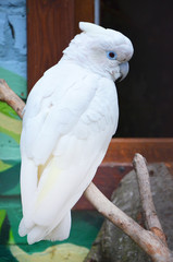 beautiful cockatoo parrot bird on a branch 
