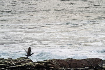 Rough atlantic ocean one day after storm Atiyah passed by on Dezember 08 2019.