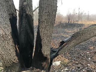 Obraz premium burned out forest in the fall. carbonized tree after a forest fire. mushroom in the forest