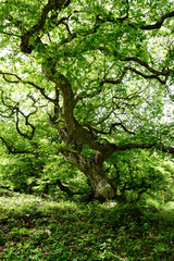 Obraz premium 大朝のテングシデ群落（広島、日本）