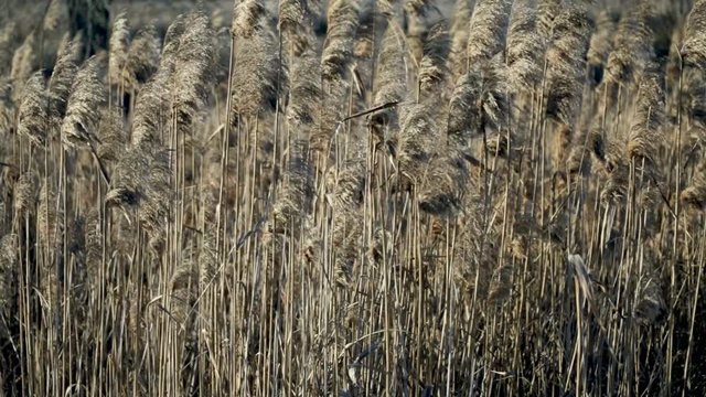 Autumn natural video background. Closeup view of beautiful dry high long fluffy wild grass growing outside near river. Plants moving in soft blowing wind. Real time full hd video footage.