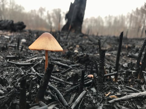 burned out forest in the fall. carbonized tree after a forest fire. mushroom in the forest