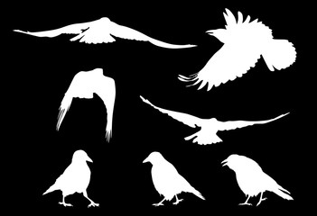 set of seven white crow silhouettes on black