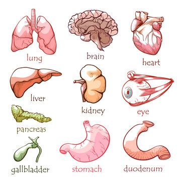 Human internal organs flat vector illustrations set