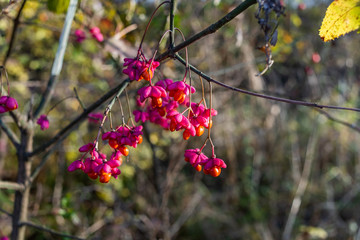bright red orange fruits on a tree branch