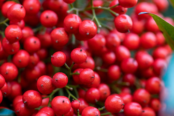 Close-up of Red Berries