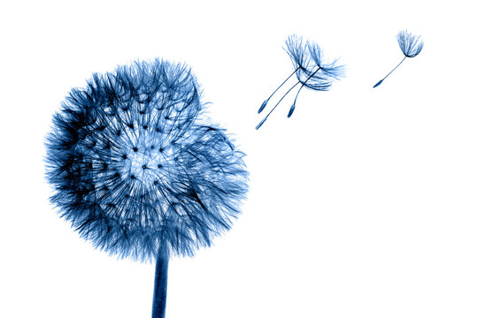 White bloom head Dandelion flower with flying seedstoning in classic blue color. Trendy creative design in color of 2020.
