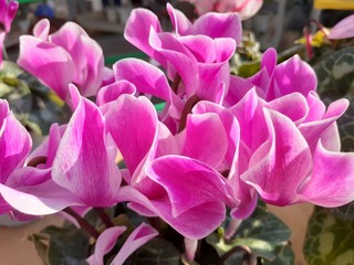 Naklejka premium お花屋さんで咲いていたショッキングピンクのシクラメン