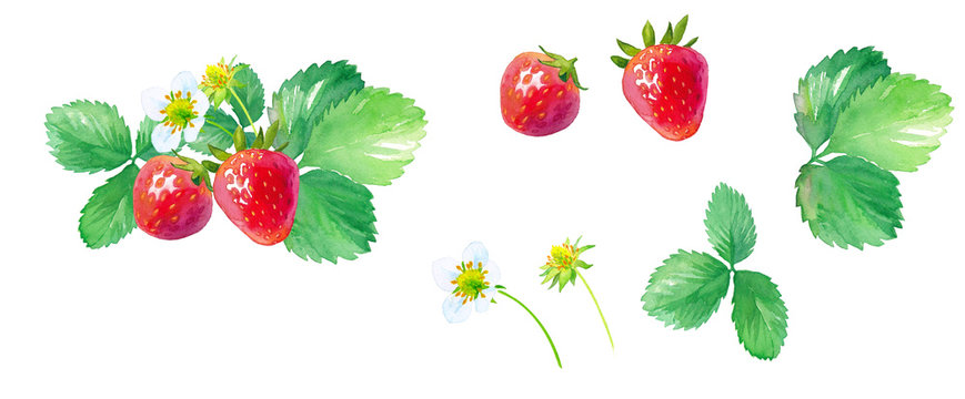 Strawberry Watercolour Images Browse 23 224 Stock Photos Vectors And Video Adobe Stock
