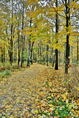 yellow trees in autumn park