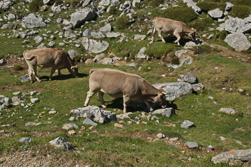 Cattle in national park Picos de Europa in Cantabria,Spain,Europe
