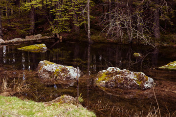 Mossy rocks in a forest lake. Still water, protruding stones overgrown with moss, darkness. Reflections in transparent water. Black Forest, Germany.