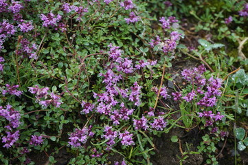 Photo at Swiss alps nature mountain area