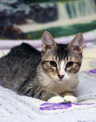 tabby with a white cat lies on a sofa