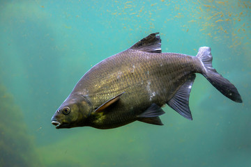 Common carp fish in freshwater pond, underwater shot of cyprinus carpio. Traditional christmas food in Poland. - obrazy, fototapety, plakaty