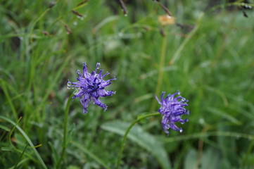 Photo at Swiss alps nature mountain area