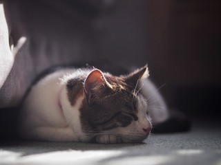 Sleeping Cat