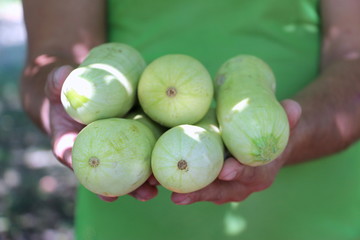Harvesting zucchini. Fresh vegetables. Green squash on the farm.