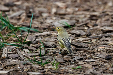 Icterine warbler hippolais icterina sitting on ground. Cute green little forest songbird in wildlife.