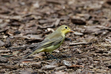 Icterine warbler hippolais icterina sitting on ground. Cute green little forest songbird in wildlife.