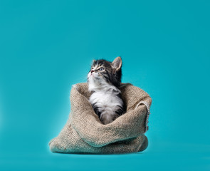 tabby kitten gets out of the sack on a turquoise background