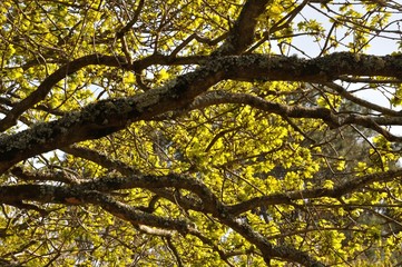 tree at spring