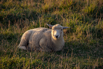 Portrait of Sheep sitting on a meadow, sunny. England. Typical english sheep grazing.
