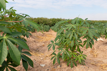 Tapioca fields on natural background. Grow cassava. Season of planting cassava. preparing for Cassava field planting. Bunches of breeding sapling of cassava in the plantation.