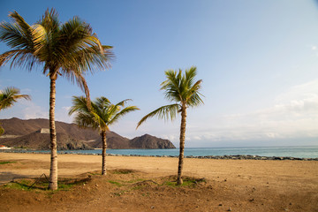 Fototapeta na wymiar Palm trees on the Indian Ocean