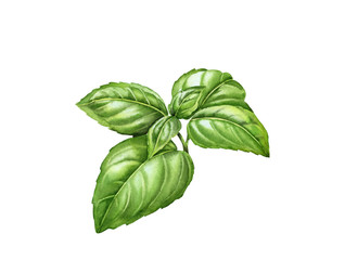 Watercolor basil branch with realistic leaves. Hand drawn botanical illustration isolated on white. Spices herbs element for food recipes, labels, banners  - 308708196