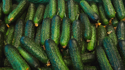 Fresh green cucumbers background. A lot of vegetables in box. Wide format photo. The harvest.
