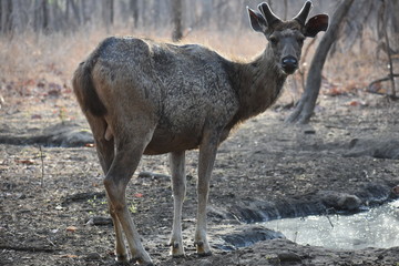 deer in the forest