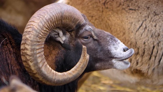 Close up of Mouflon, ram head on sunny day in Autumn