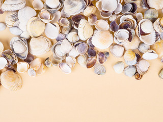 sand, shells and starfish top view with place for text. Travel, sea, vacation concept. Sea shells on sand. Summer beach background. Top view