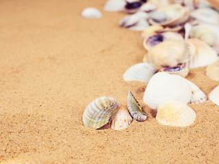 Fototapeta na wymiar sand, shells and starfish top view with place for text. Travel, sea, vacation concept. Sea shells on sand. Summer beach background. Top view