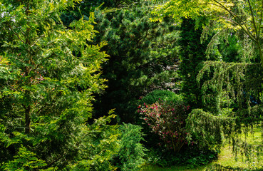 Landscaped garden with evergreens. Spring landscape with boxwood bushes, Hootsman juniper, Japanese pine Glaua and western thuja. Atmosphere of peace and tranquility.