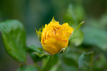 background with beautiful flowers