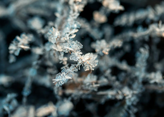  natural background with shiny transparent crystals of cold white snowflakes frost and ice strung like beads on the grass in the morning autumn Sunny Park