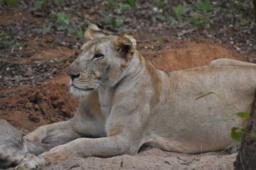 Obraz na płótnie Canvas lioness and cub
