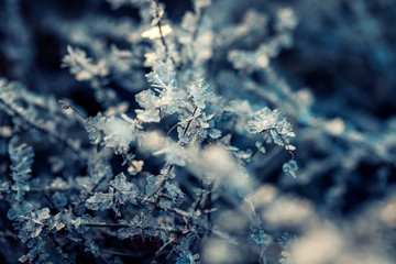  natural background with shiny transparent crystals of cold white snowflakes frost and ice strung like beads on the grass in the morning autumn