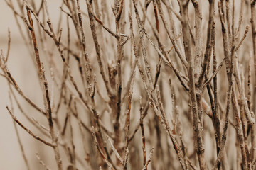 Fototapeta premium wooden texture background