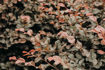 autumn leaves in bloom