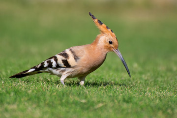 Hoopoe bird searching food in the grass 