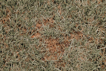 background of grass